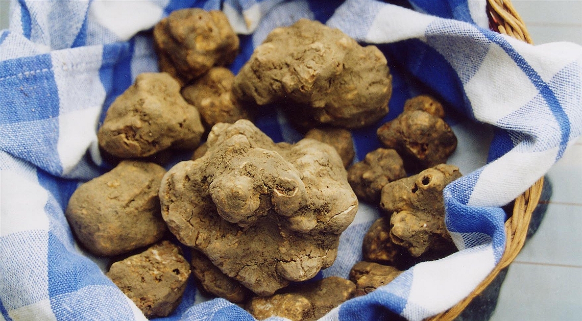 Exhibition of White Truffle