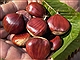 Chestnut Festival